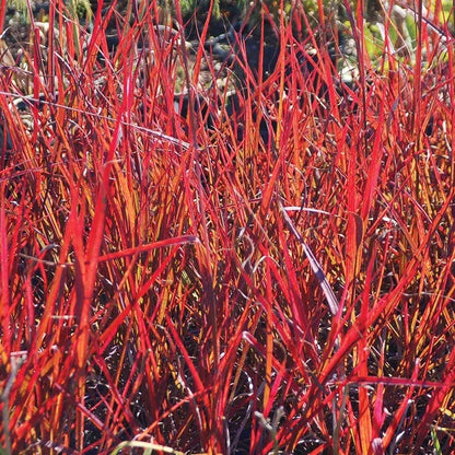Autumn Color Booster Plant Collection