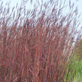 Red October Big Bluestem Grass, Andropogon | American Meadows