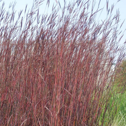 Red October Big Bluestem Grass