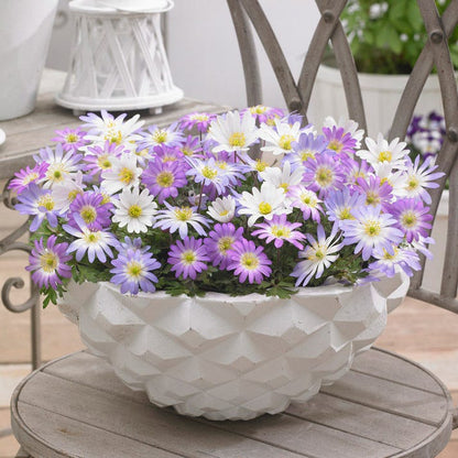 Anemone blanda Mix