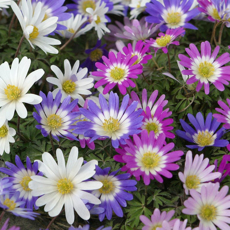 Anemone blanda Mix