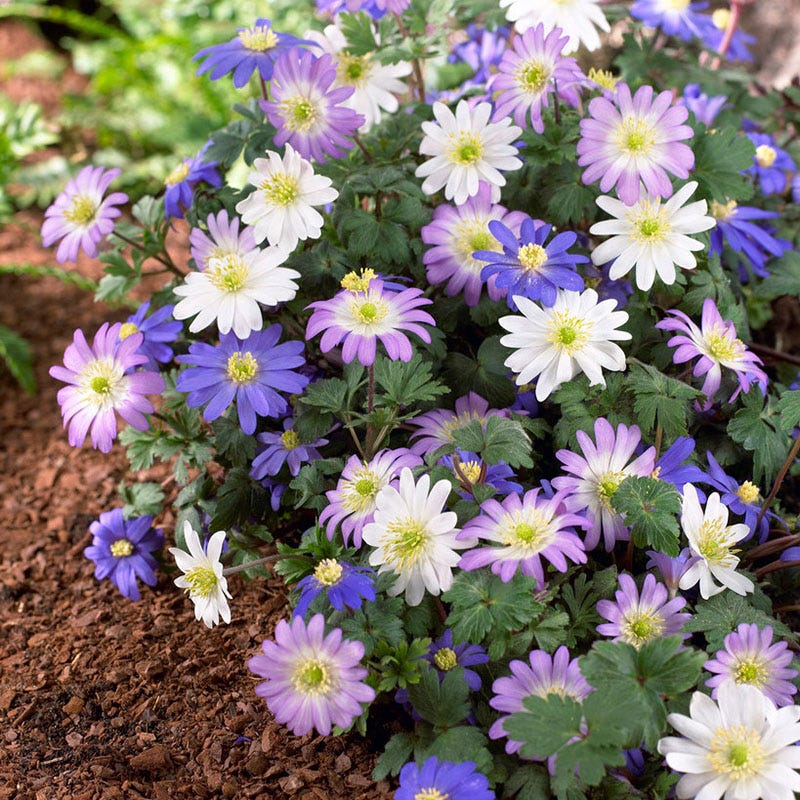 Anemone blanda Mix