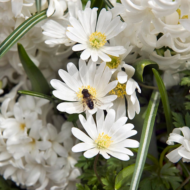 American Meadows Anemone - Thumbnail 4
