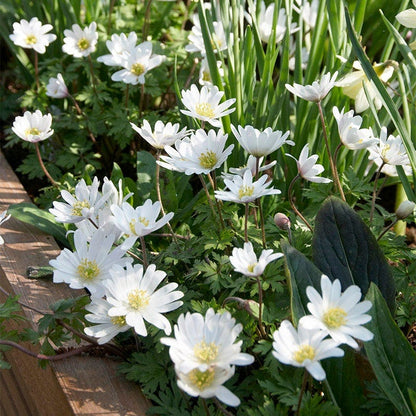 White Splendour Anemone