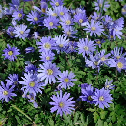 Early Arrival Bulb Collection