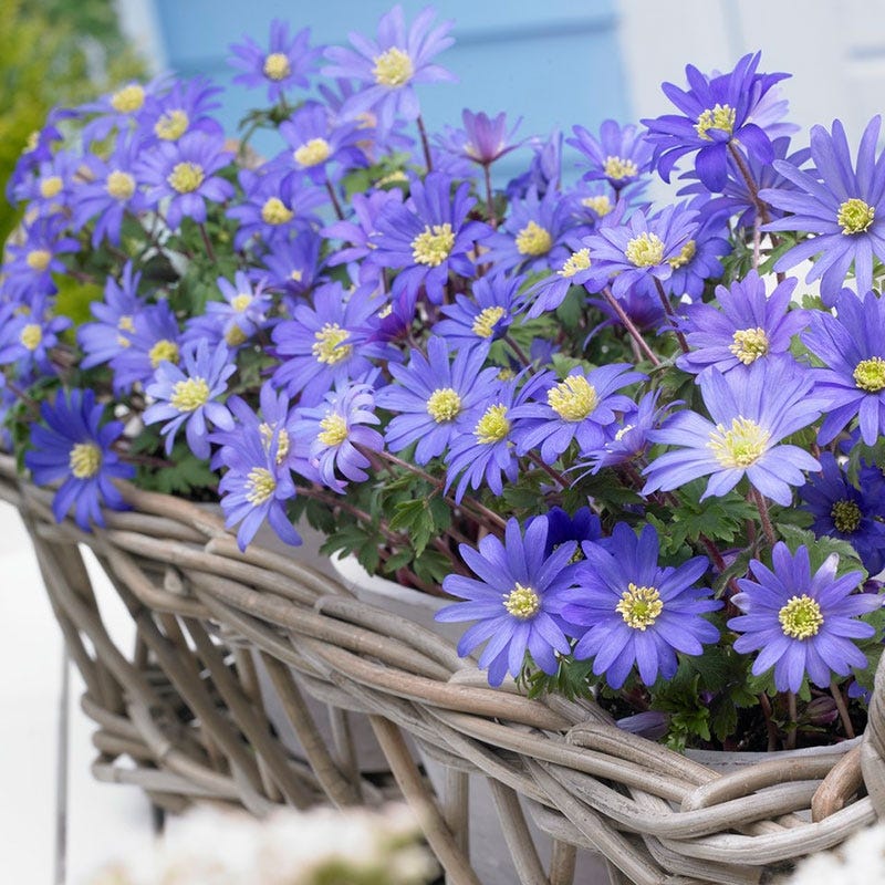 Fall Planted Blue Shades Anemone, Grecian Windflower | American