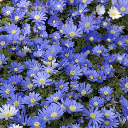 Blue Shades Anemone