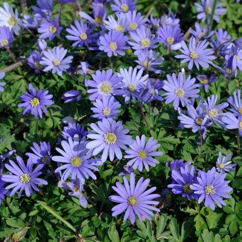 Blue Anemone blanda flowers blooming in spring