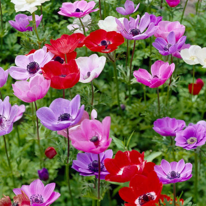 Anemone De Caen Mix