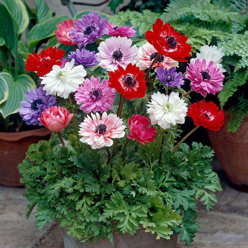 St. Brigid Anemone Bulbs - Fall Planting for Spring Blooms | Shop Now