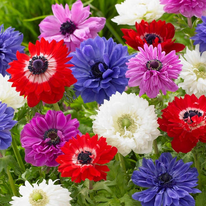 St Brigid Anemone Mix