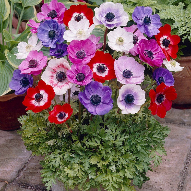 Anemone De Caen Mix - Thumbnail 2