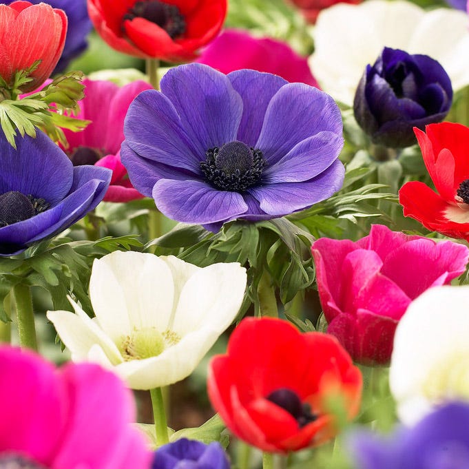 Anemone De Caen Mix