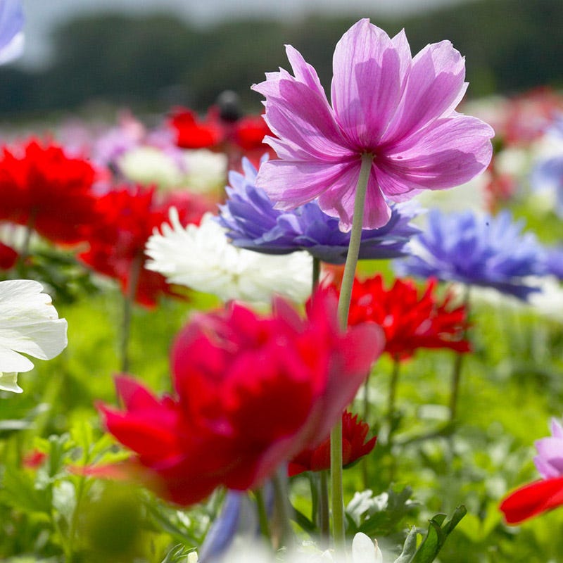 St. Brigid Anemone Bulbs - Fall Planting for Spring Blooms | Shop Now