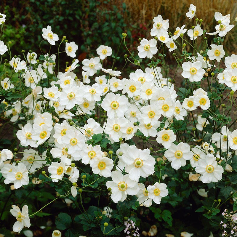 Honorine Jobert Japanese Anemone