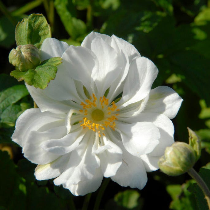 Anemone hybrida Whirlwind, Windflower | American Meadows