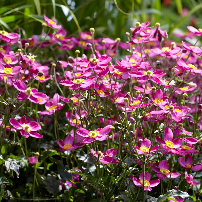 Fantasy™ Red Riding Hood Anemone