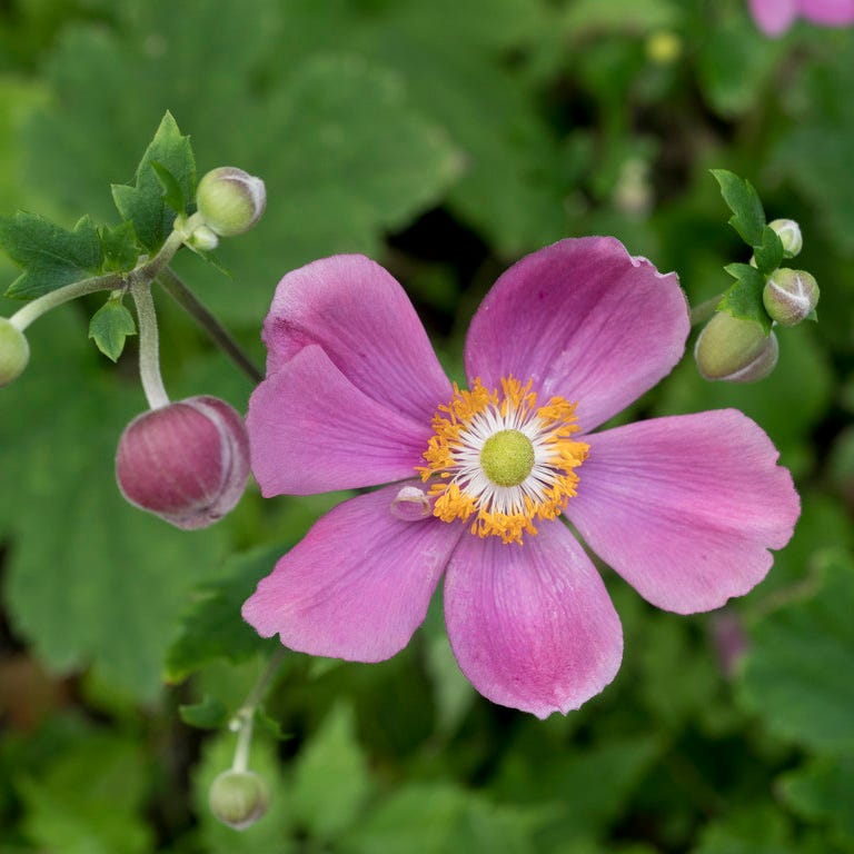 Fantasy™ Red Riding Hood Anemone