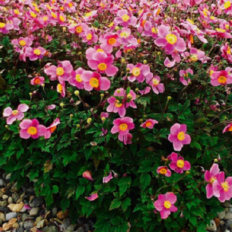 Lucky Charm Japanese Anemone