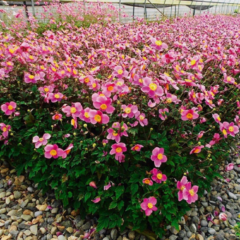 Lucky Charm Japanese Anemone