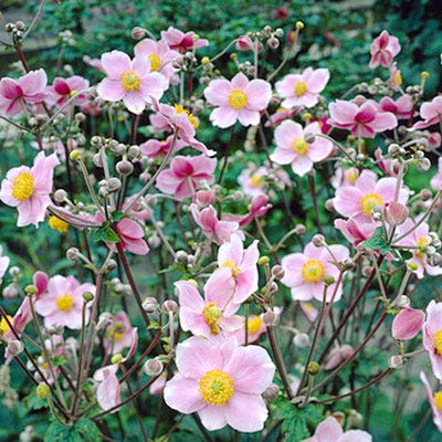 Robustissima Japanese Anemone, Anemone tomentosa | American Meadows