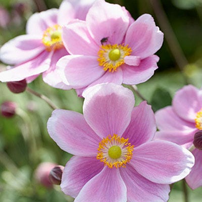 Anemone Robustissima