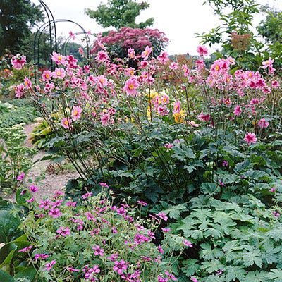 Anemone Robustissima