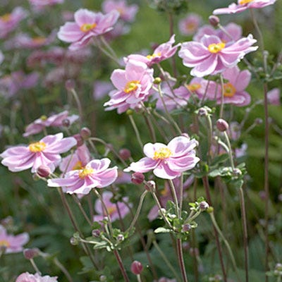 Anemone Robustissima