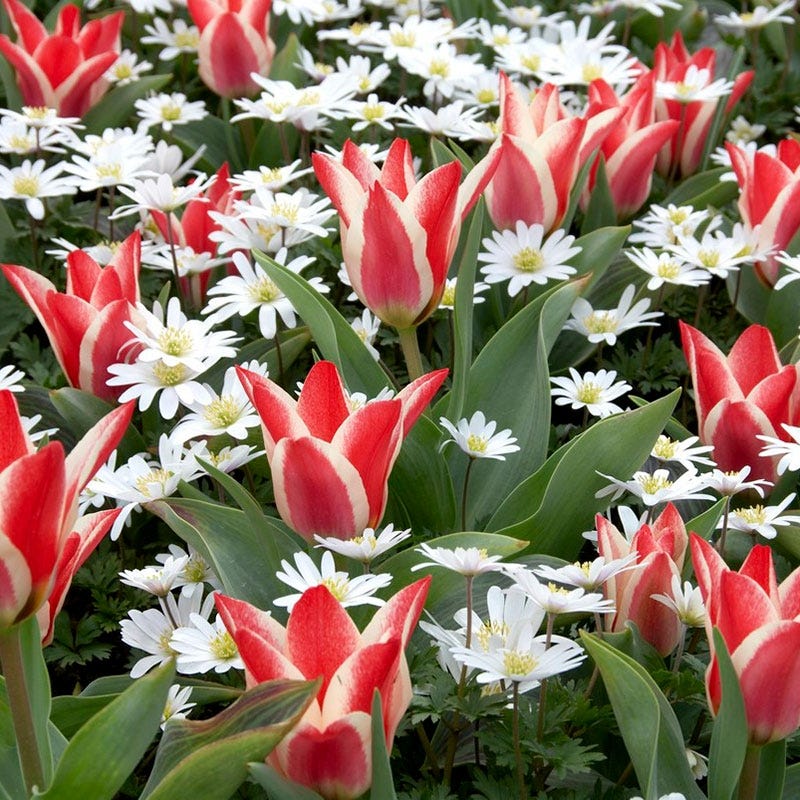 White Splendour Anemone