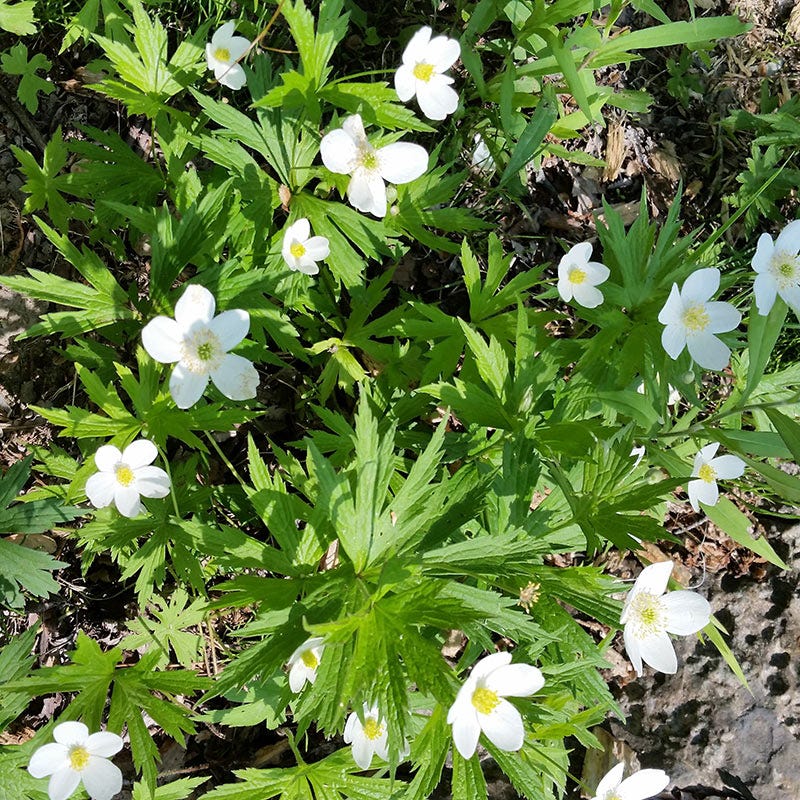 Canada Anemone Seeds