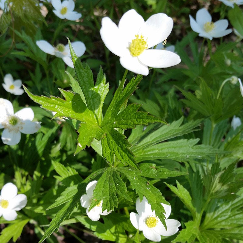 Canada Anemone Seeds
