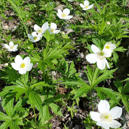 Canada Anemone Seeds