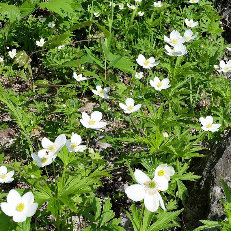 Canada Anemone Seeds