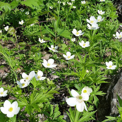 Canada Anemone Seeds