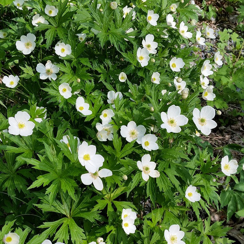 Canada Anemone Seeds