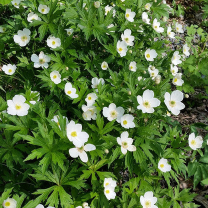 Canada Anemone Seeds