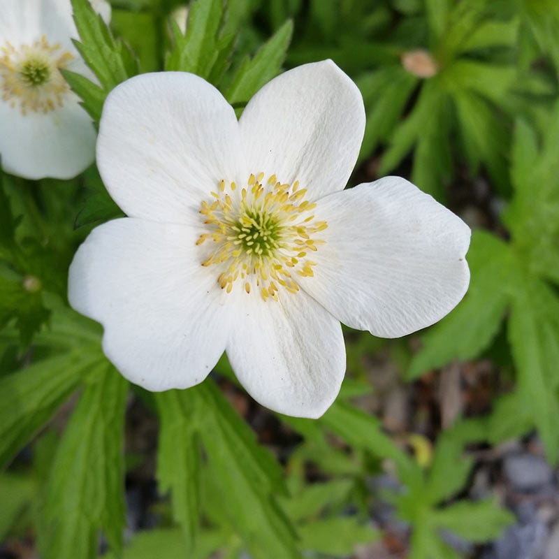 Canada Anemone Seeds
