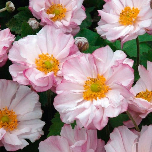 Loreley Japanese Anemone