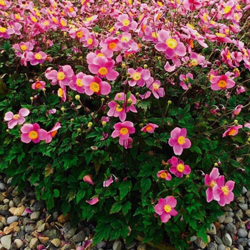 Lucky Charm Japanese Anemone