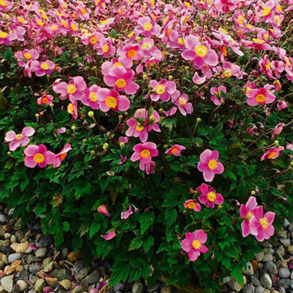 Lucky Charm Japanese Anemone