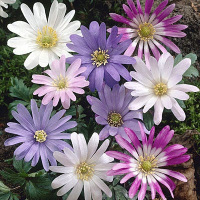 Anemone blanda Mix