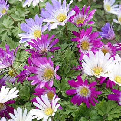 Anemone blanda Mix - Thumbnail 4