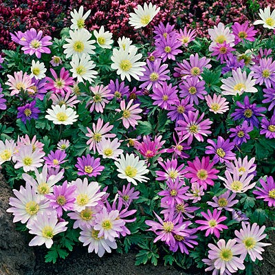 Anemone blanda Mix