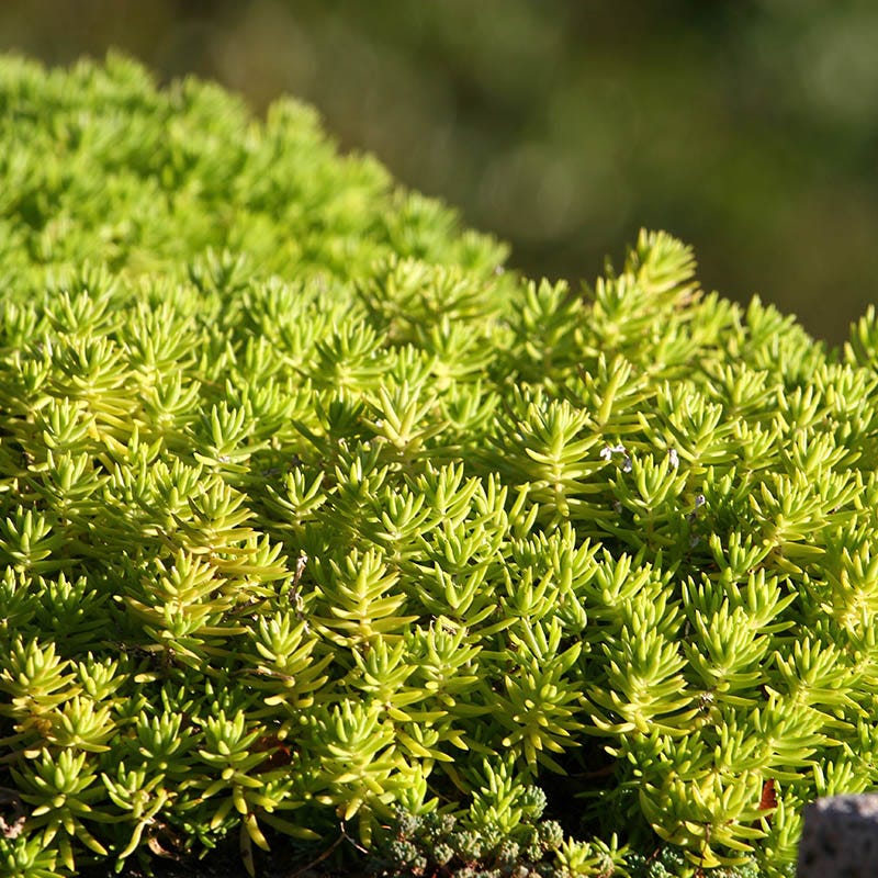 Sun Loving Tapestry Lawn Plant Collection