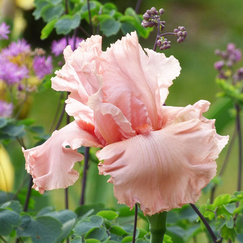 Angel's Rest Bearded Iris