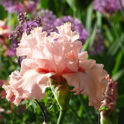Angel's Rest Bearded Iris