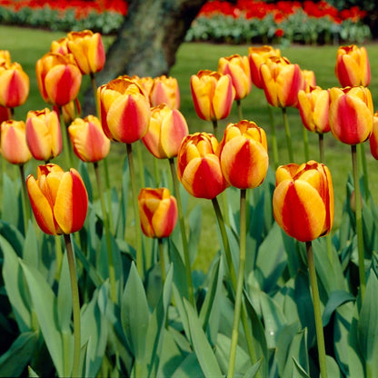 Circus Tent Tulip Collection