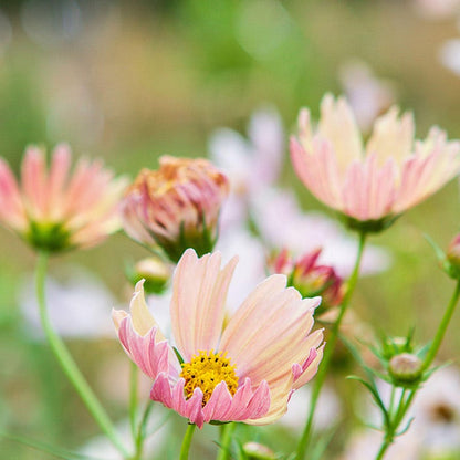 Apricot Lemonade Cosmos Seeds