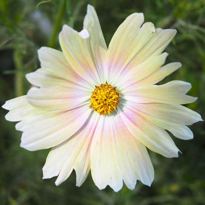 Apricot Lemonade Cosmos Seeds