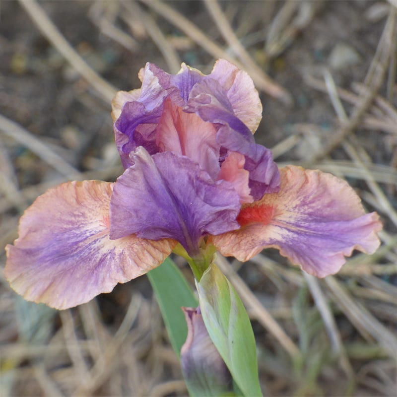 lavender iris flower April Fanfare Dwarf Bearded Iris